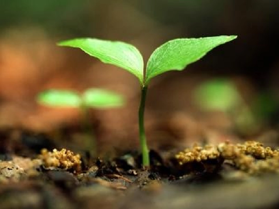 四上《10田野的呼唤》课件_第2页