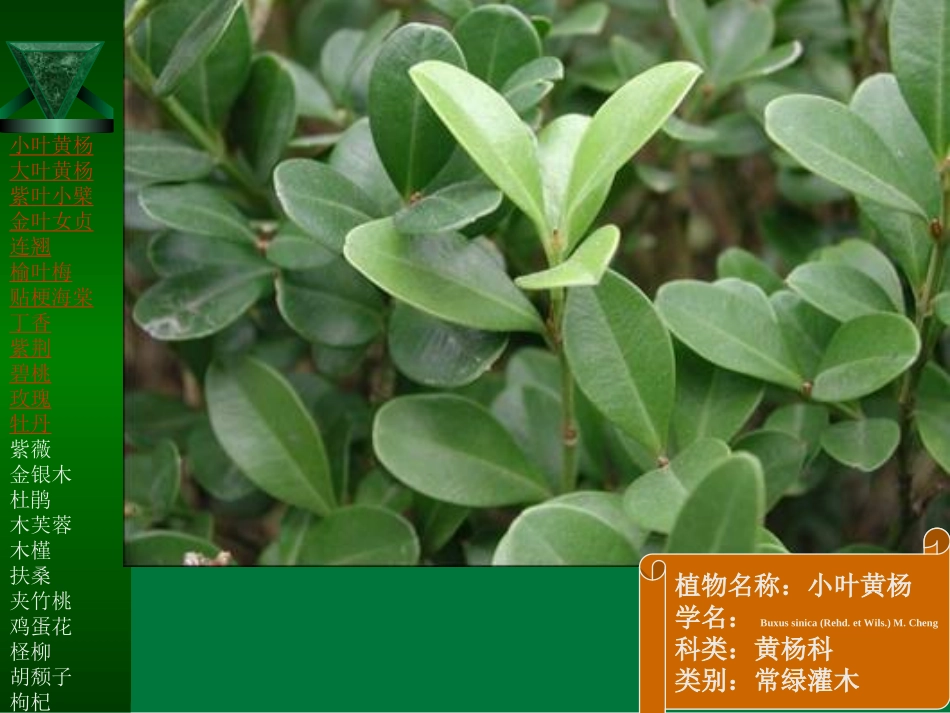 北方常见园林树木灌木类、小乔木类标本_第2页