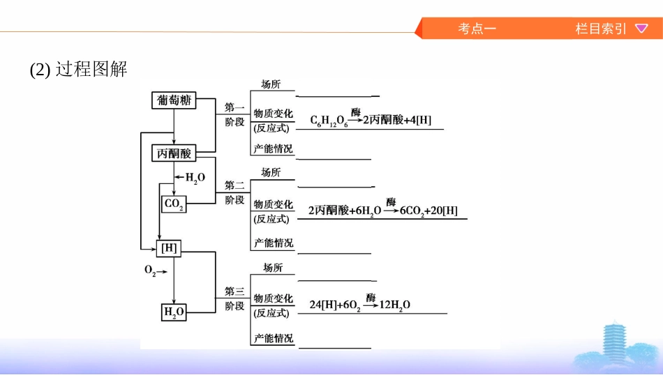 第8讲　细胞呼吸_第3页