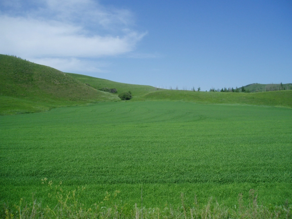苏教版小学语文六年级上册《草原》上课_第2页