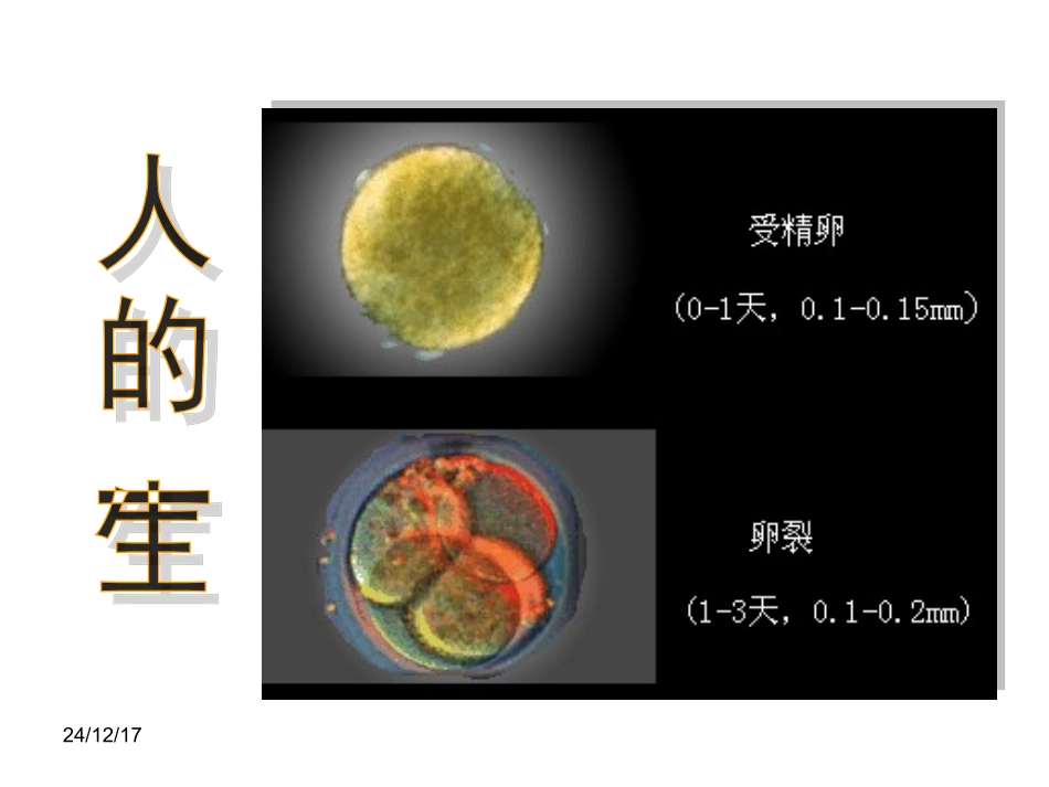 胚胎发育过程_第2页