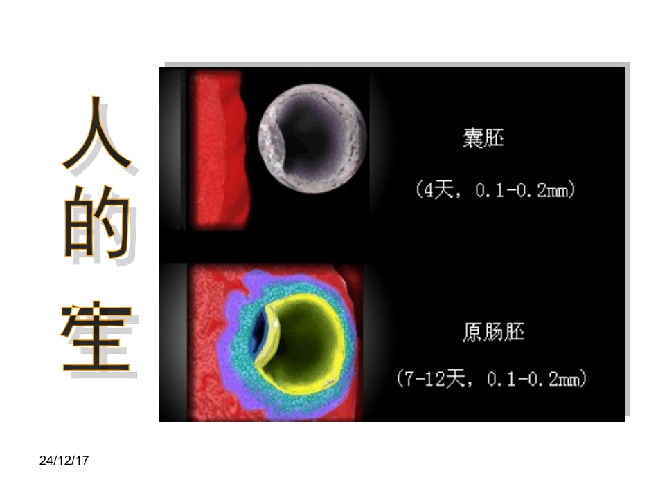 胚胎发育过程_第3页