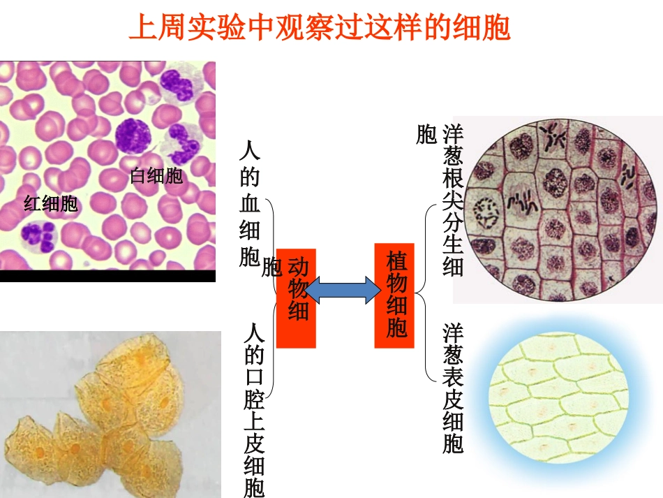 细胞的多样性和统一性（张PPT）_第3页