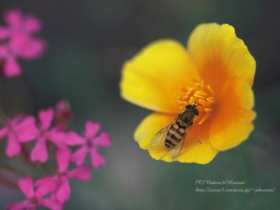你喜欢什么昆虫_第2页