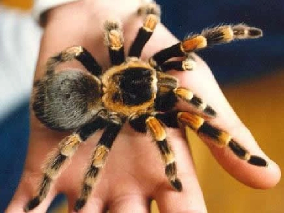 你喜欢什么昆虫_第3页