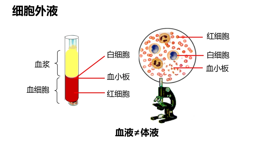 内环境和稳态_第3页
