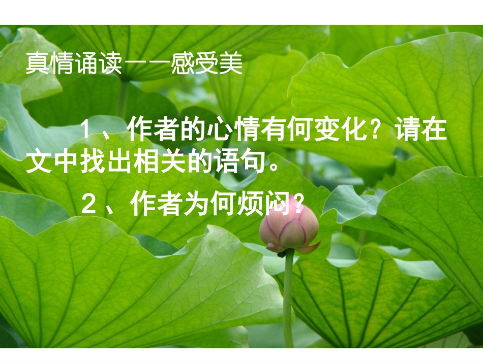 《荷叶母亲》课件一_第3页