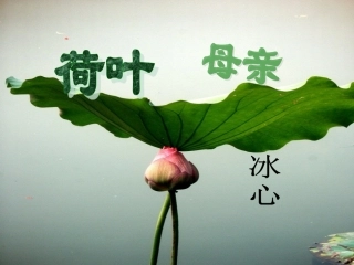 《荷叶母亲》课件一