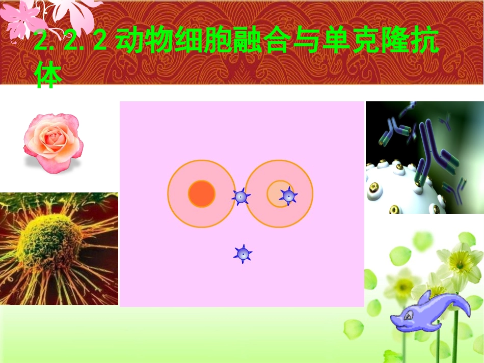 第三课时--动物细胞融合与单克隆抗体_第1页