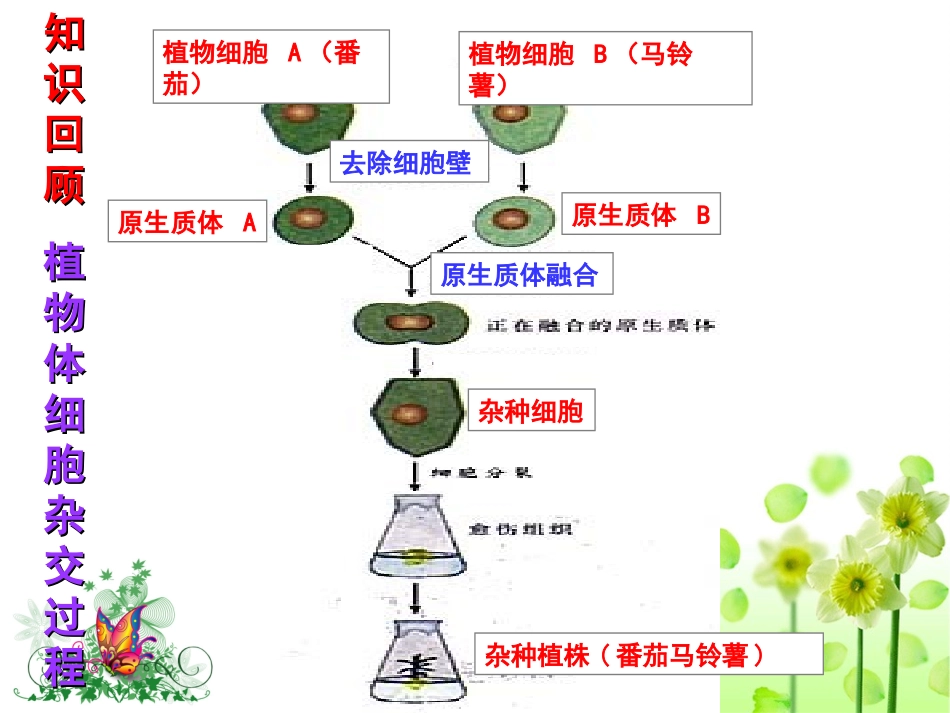 第三课时--动物细胞融合与单克隆抗体_第2页