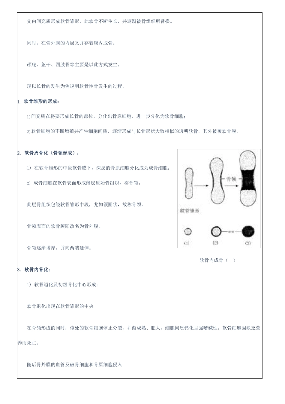 骨的结构与发生_第2页
