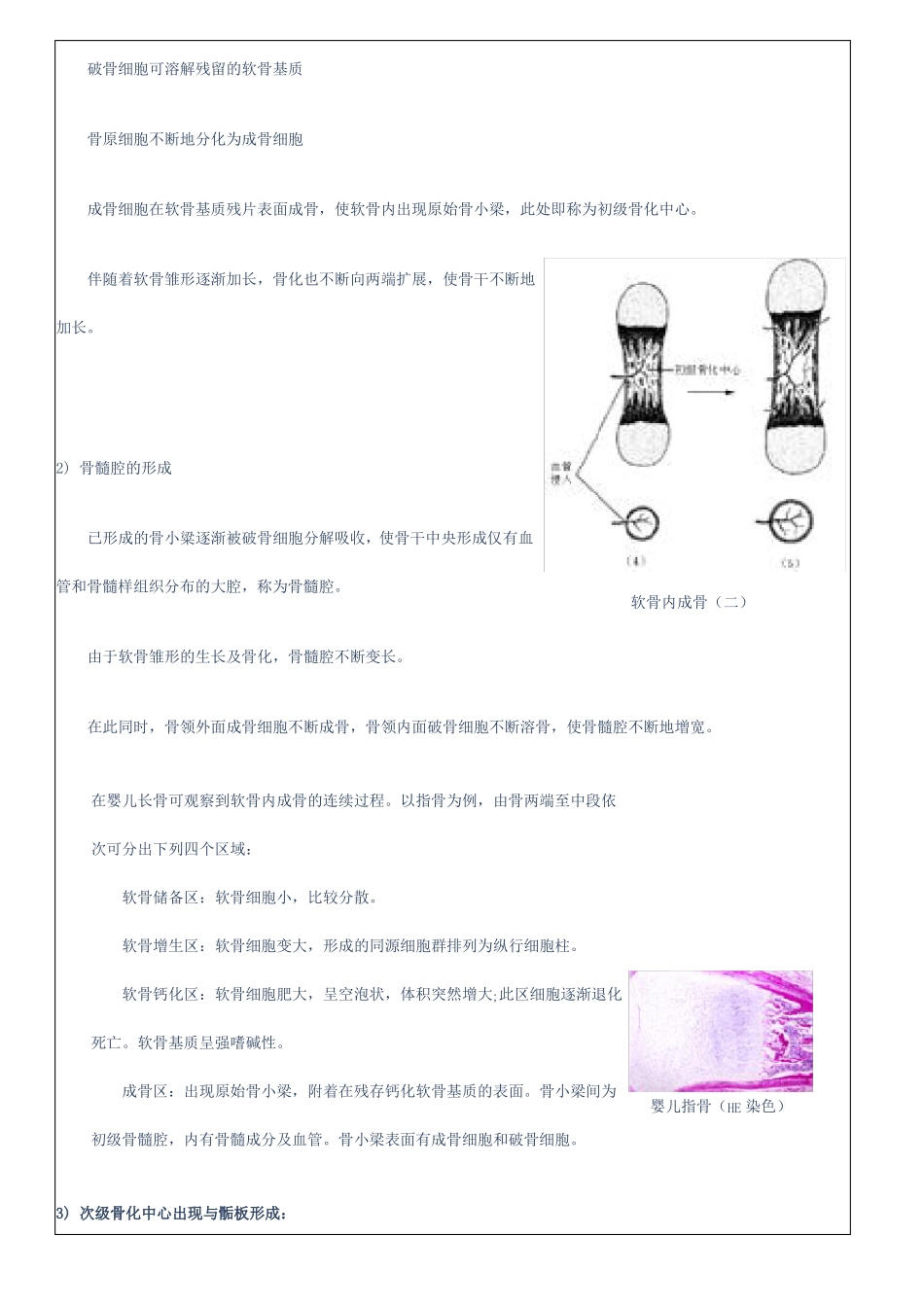 骨的结构与发生_第3页
