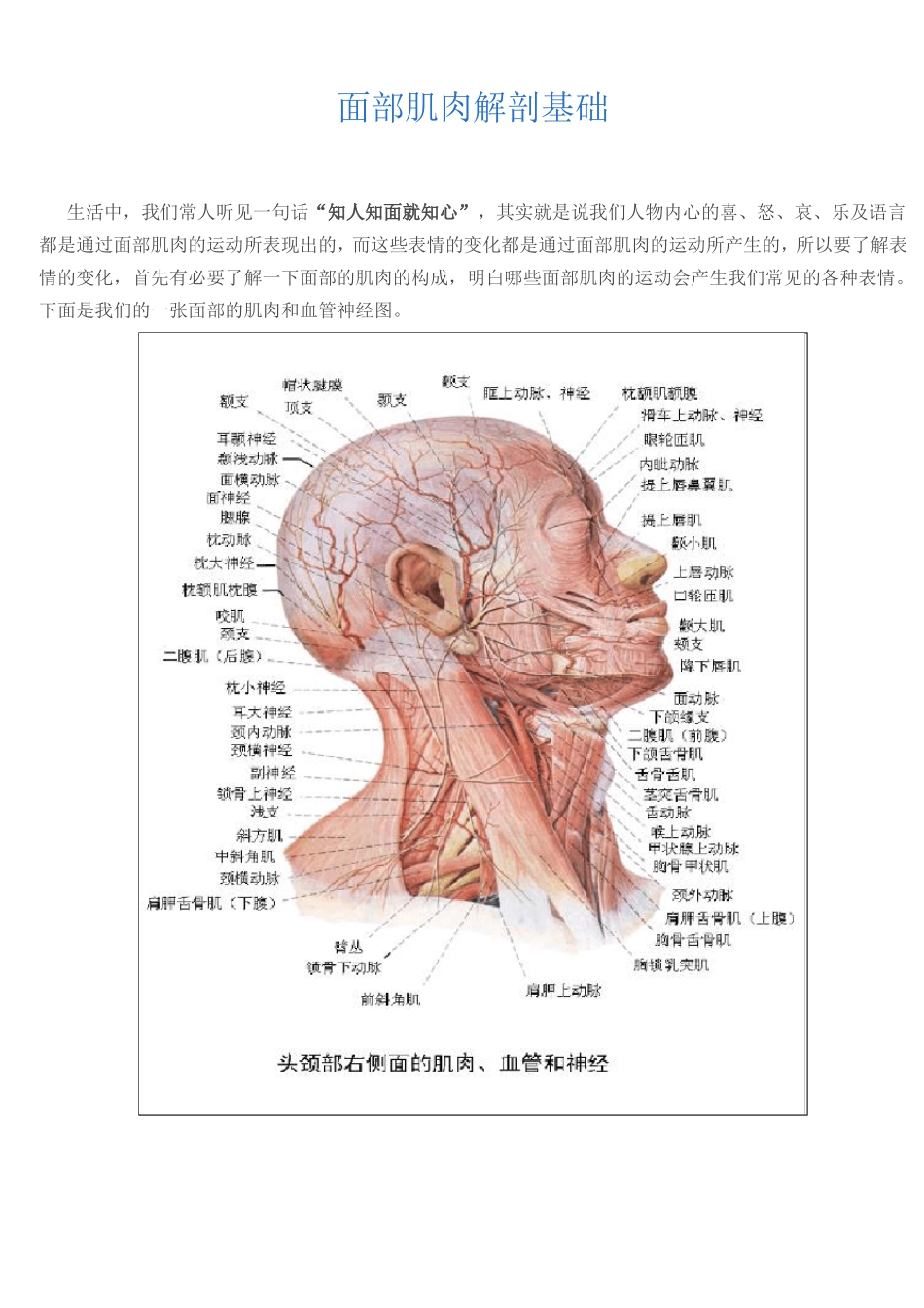 面部肌肉解剖基础_第1页