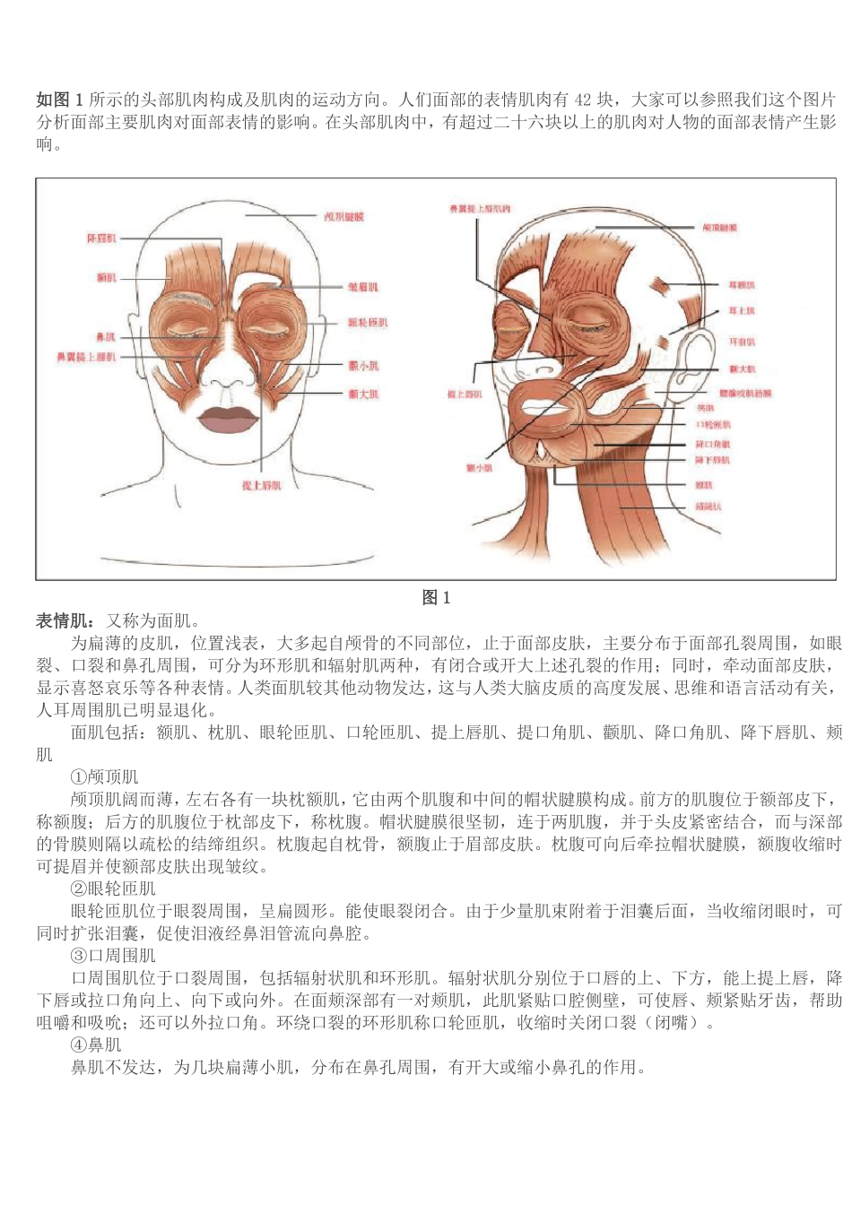 面部肌肉解剖基础_第2页
