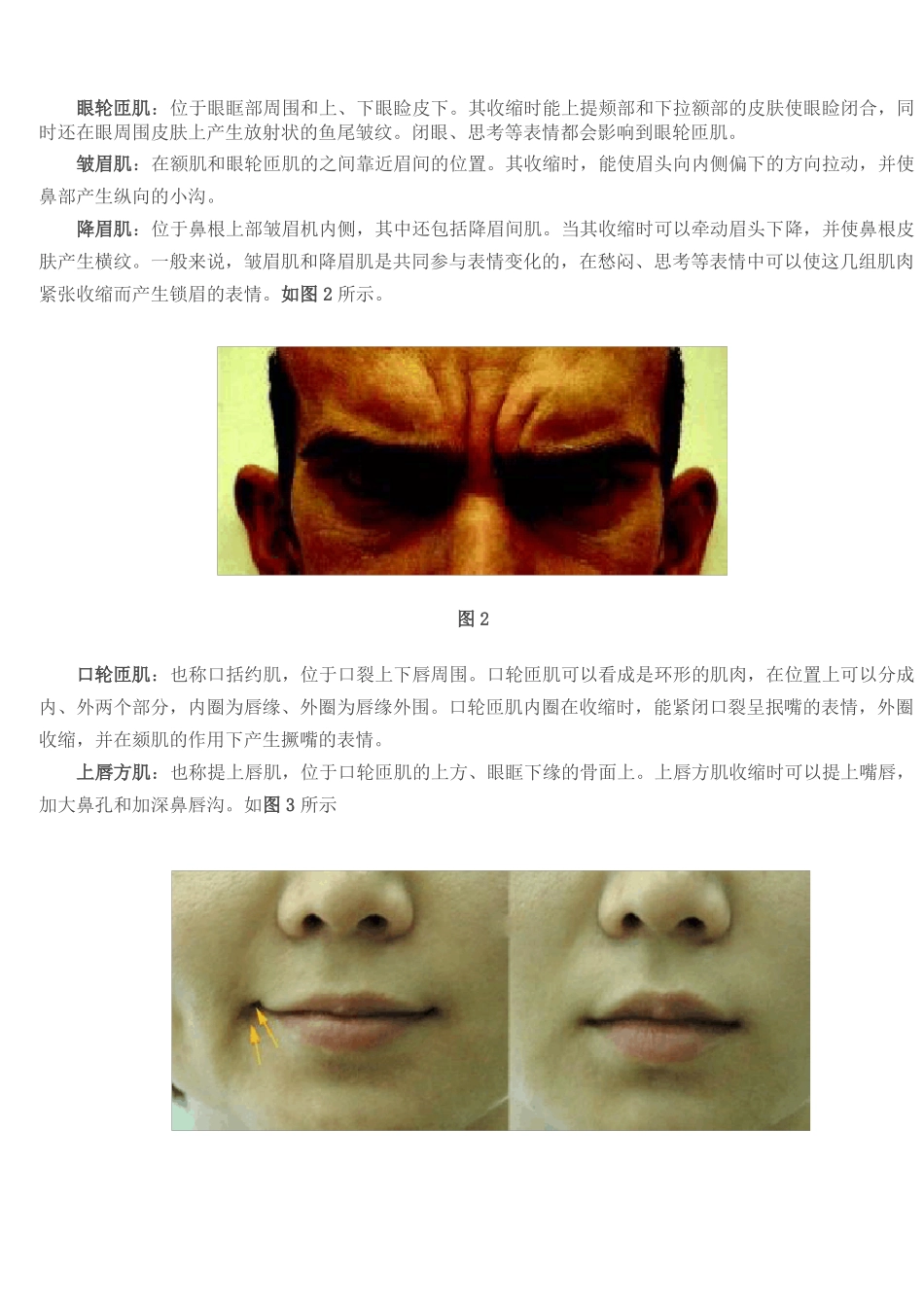 面部肌肉解剖基础_第3页