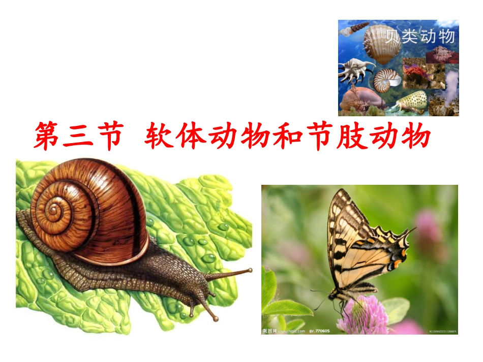 第三节软体动物和节肢动物_第1页