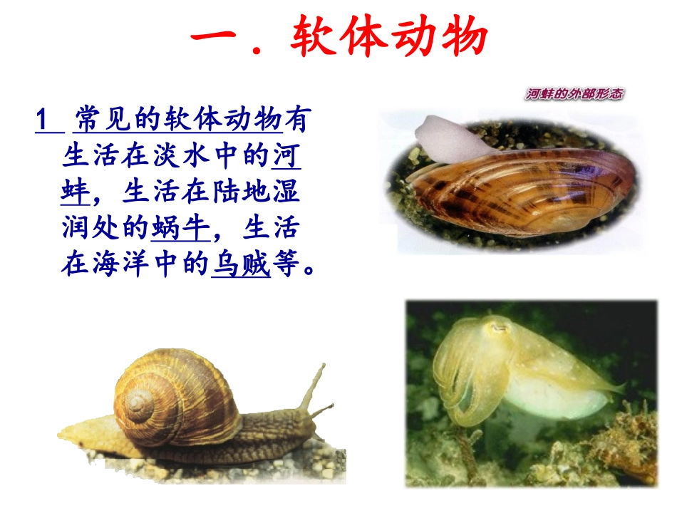 第三节软体动物和节肢动物_第2页