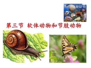 第三节软体动物和节肢动物