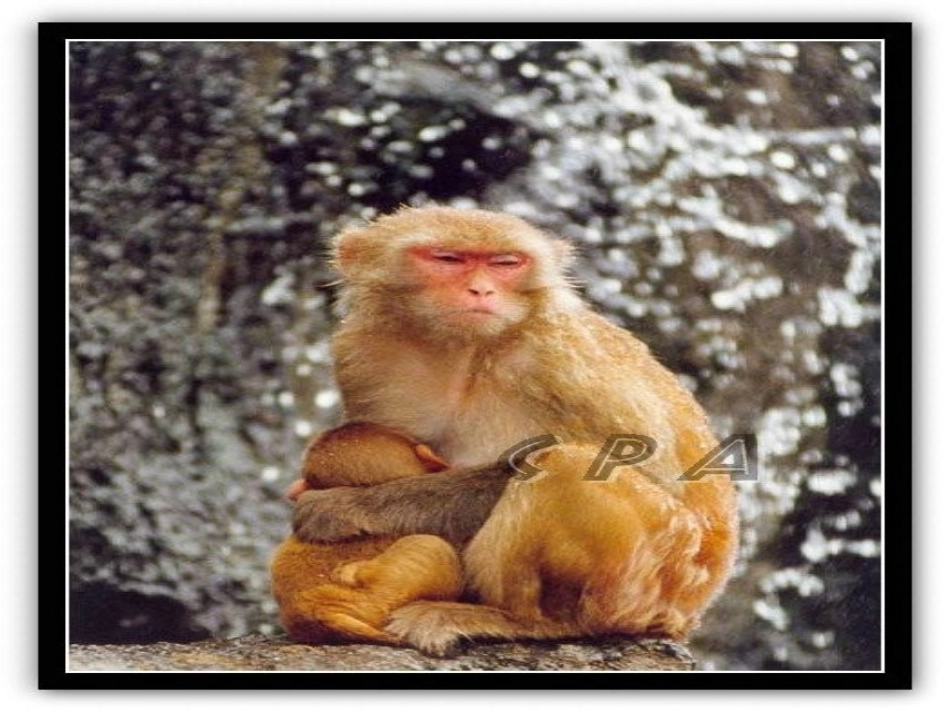 老舍《我的母亲》_第3页