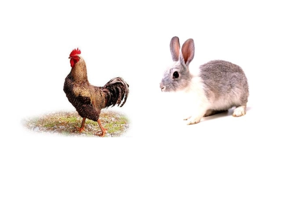 鸡兔同笼修改5_第2页