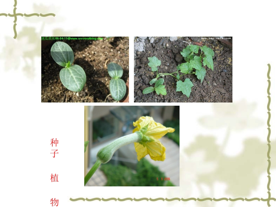 -五彩缤纷的植物世界_第3页