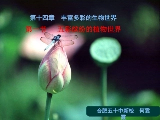 -五彩缤纷的植物世界