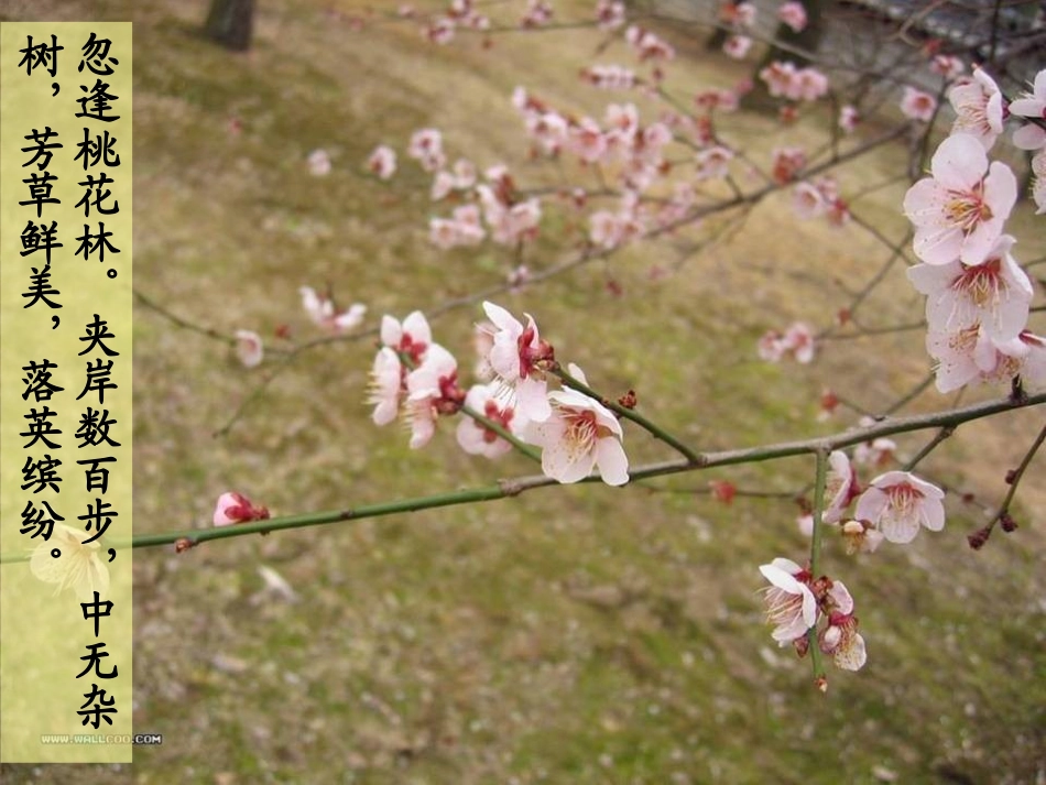 八上30诗四首_第3页