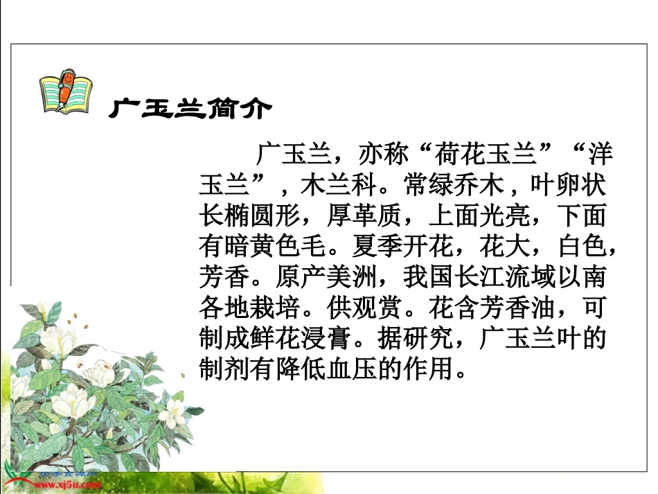 《广玉兰》PPT课件 (2)_第2页