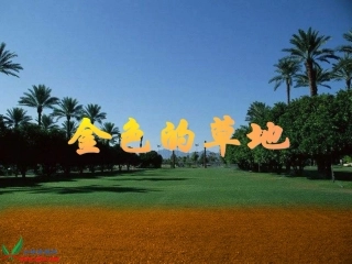 金色的草地课件1