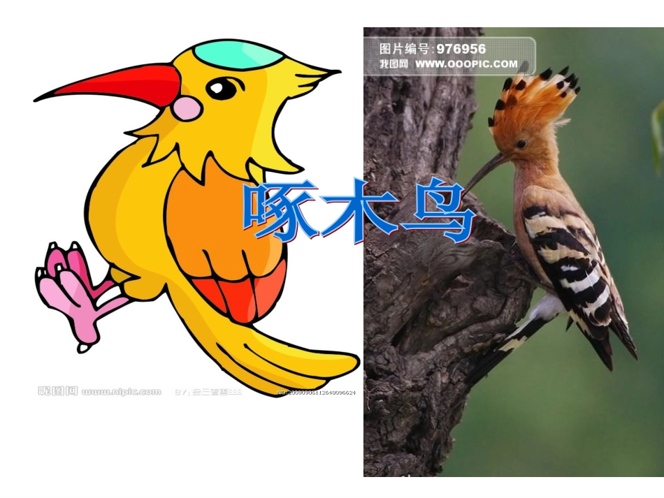 中班科学教案：啄木鸟(课件)_第2页