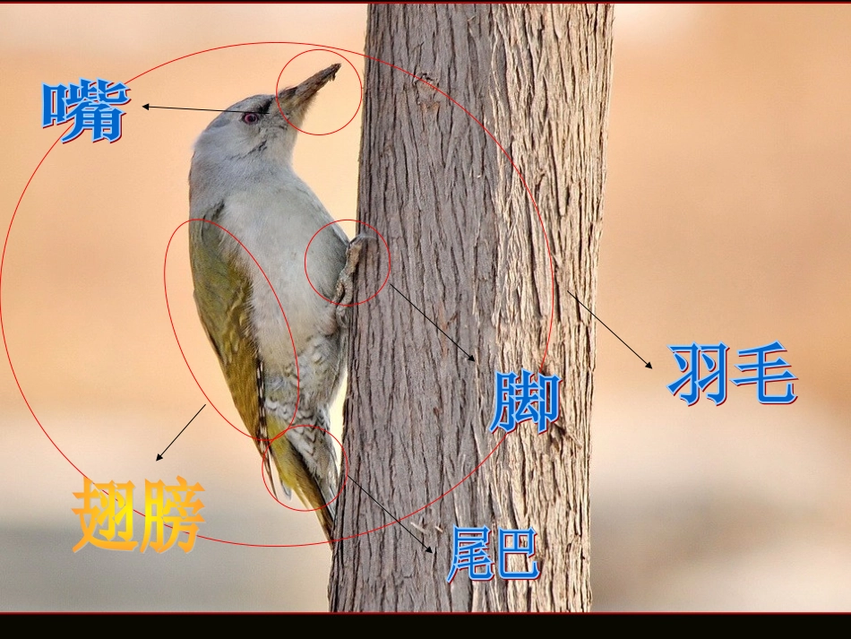 中班科学教案：啄木鸟(课件)_第3页