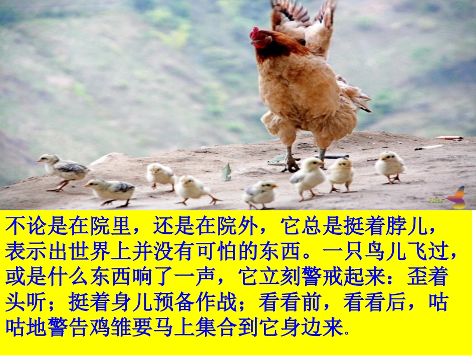 《母鸡》教学课件_第3页