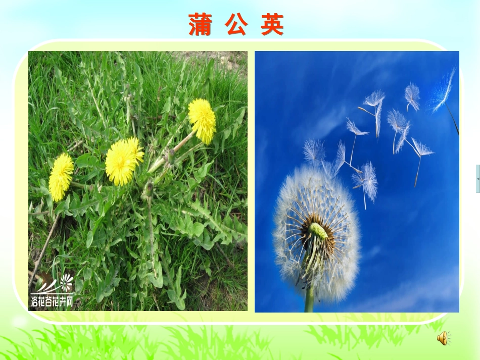 蒲公英 (2)_第2页