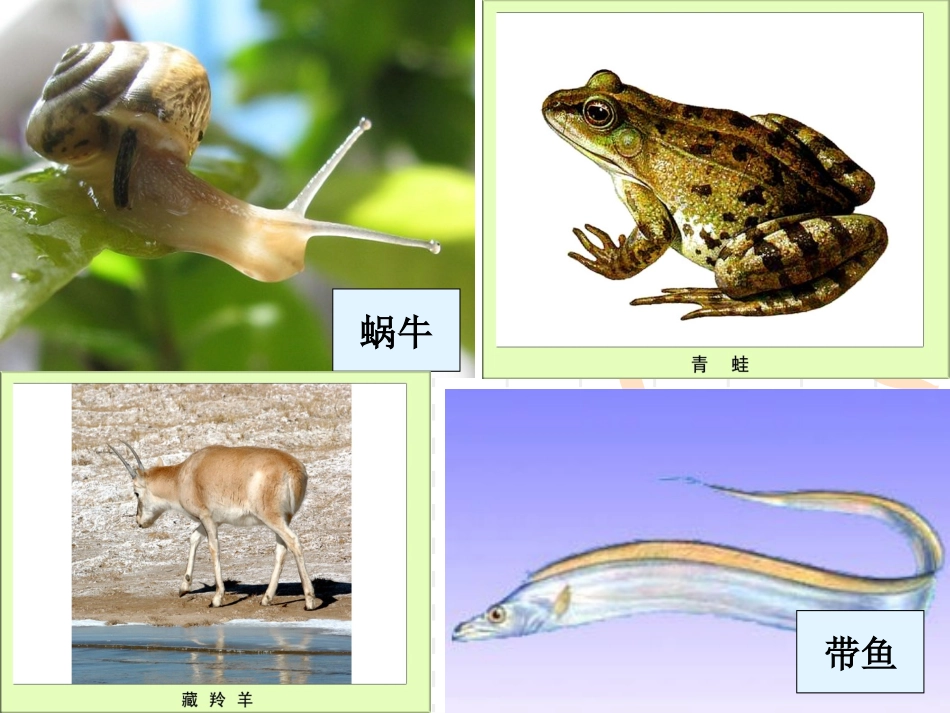 六上四4种类繁多的动物_第3页