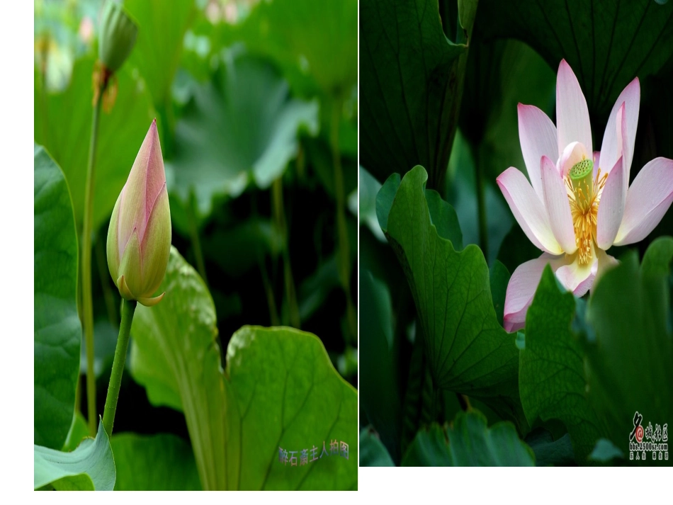 荷塘旧事 (2)_第2页