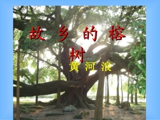 故乡的榕树___精美课件