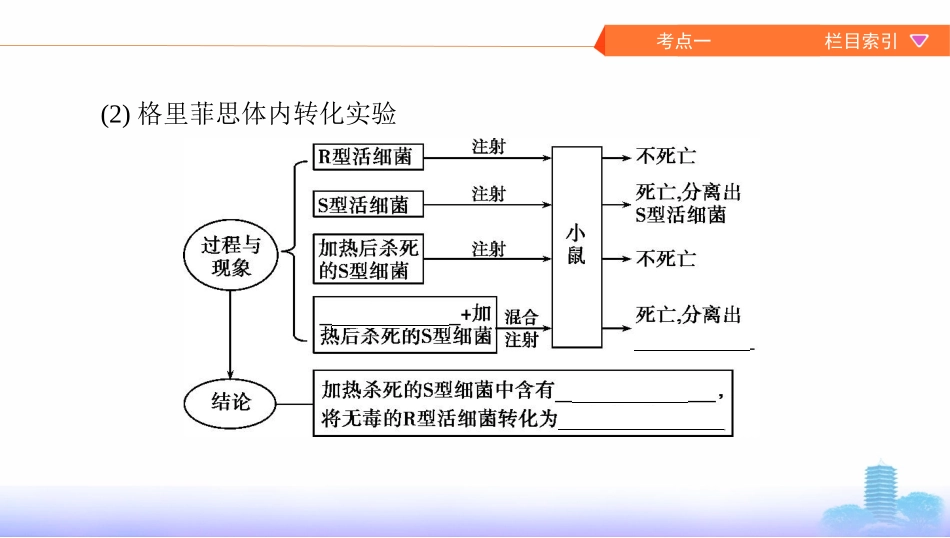 第17讲　DNA是主要的遗传物质及其结构与复制_第3页