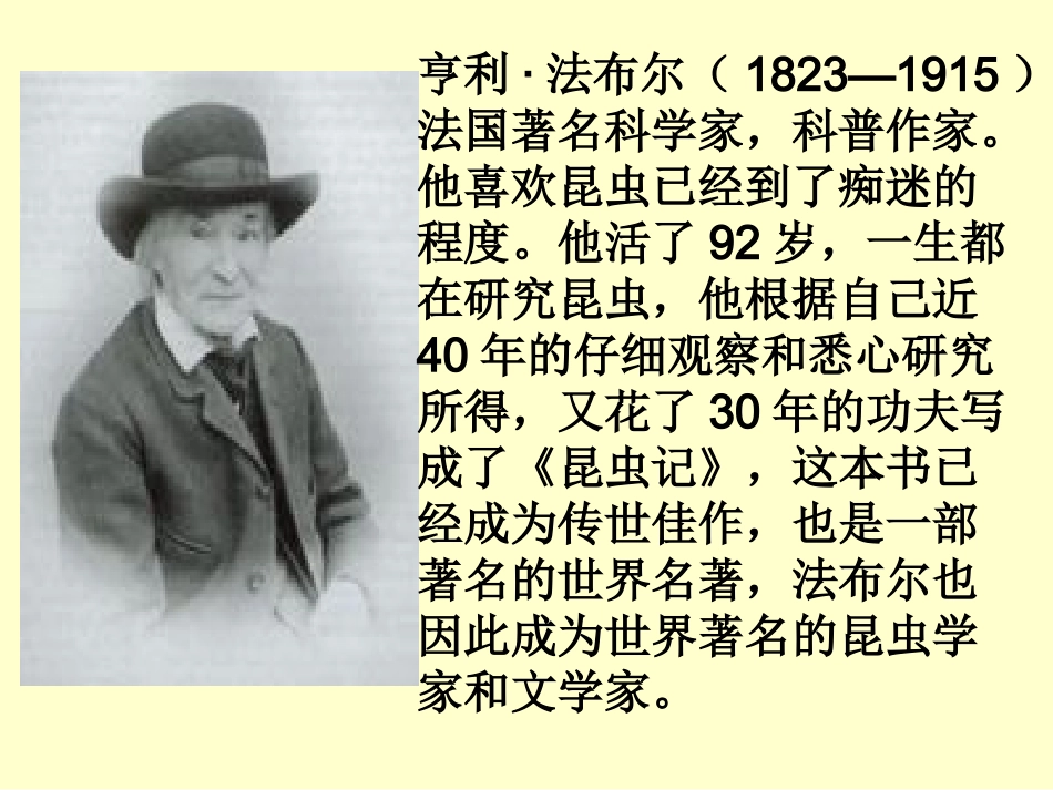 装满昆虫的衣袋课件_第3页