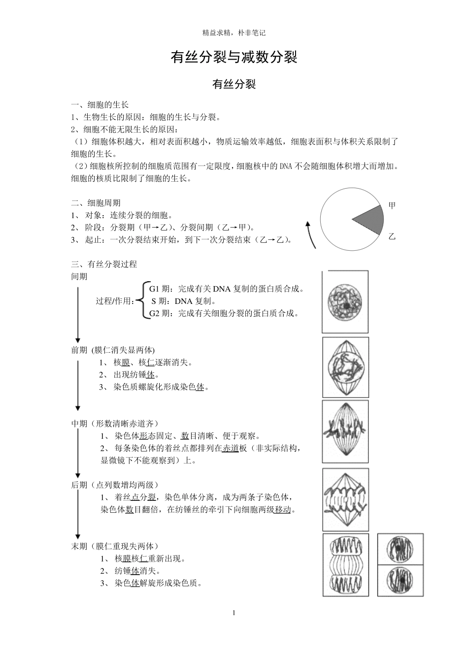 高中有丝分裂与减数分裂讲义_第1页