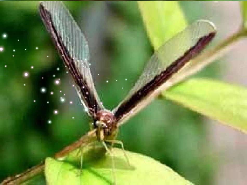 终结版《捉不住的蝉声》_第2页