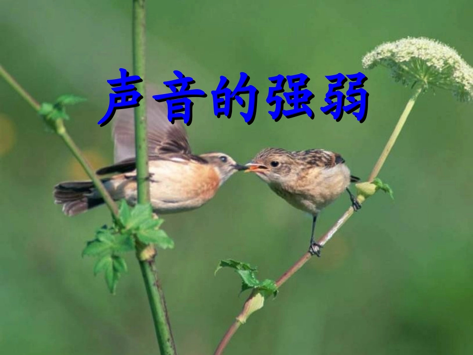 《声音的强弱》课件_第1页
