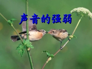 《声音的强弱》课件
