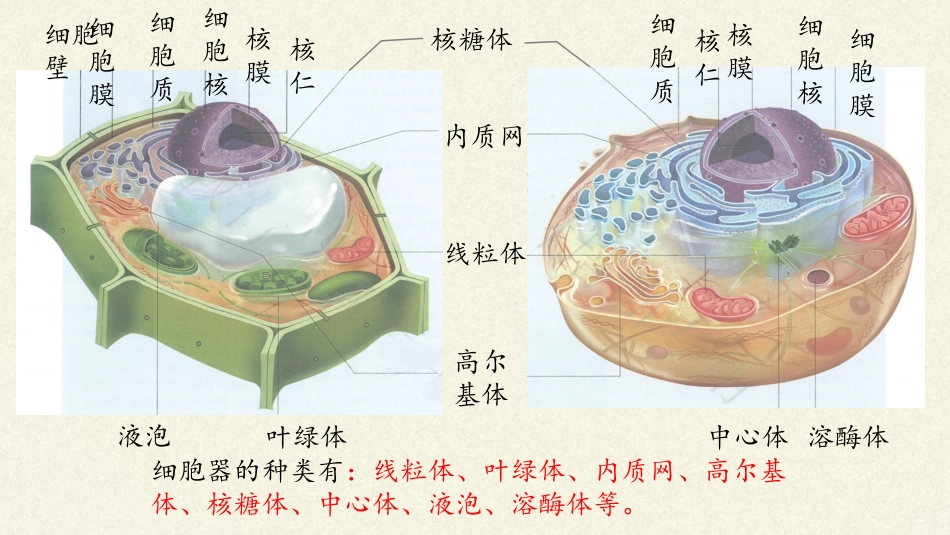 (课件)细胞器之间的分工合作_第2页