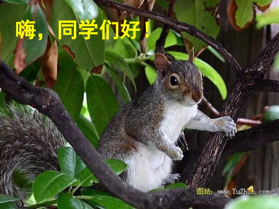 第15课《松鼠》_第2页