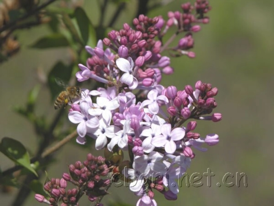 一株紫丁香上课版2_第2页