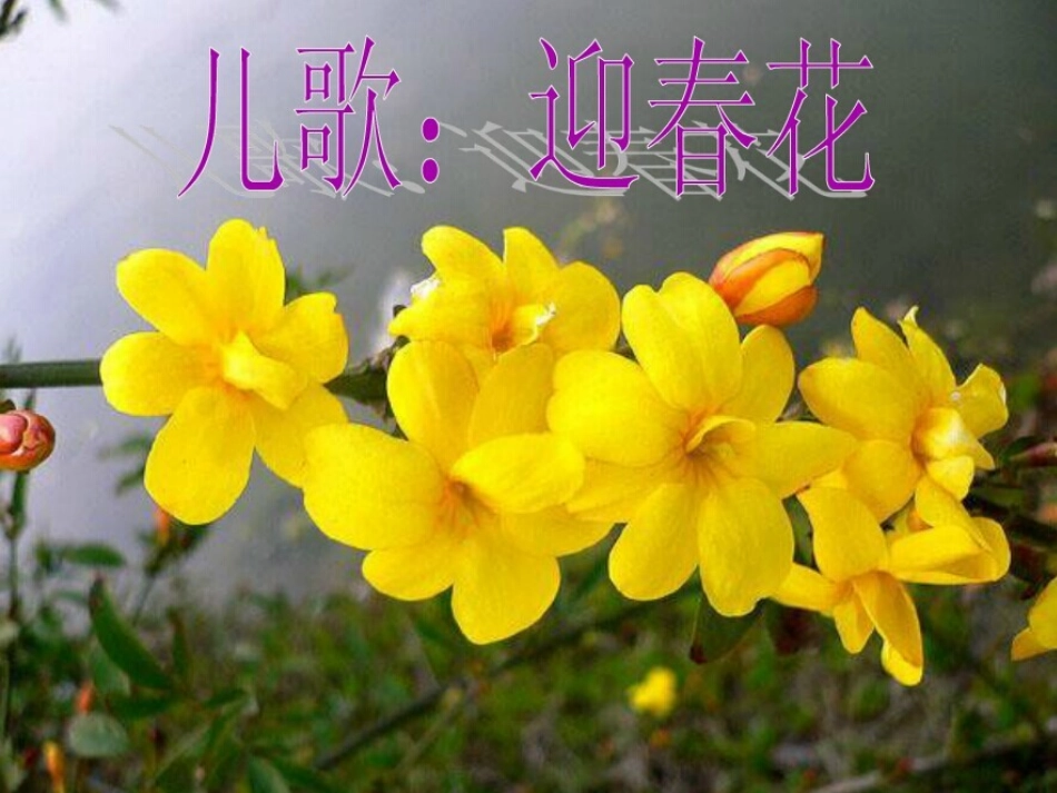 儿歌：迎春花_第1页