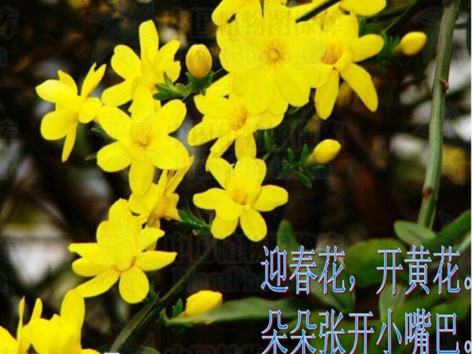 儿歌：迎春花_第2页