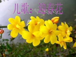 儿歌：迎春花