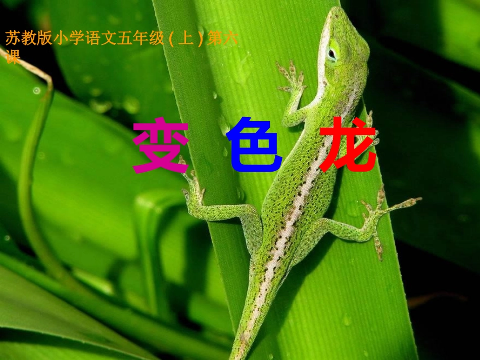 苏教版语文五年级上册第六课《变色龙》_第1页