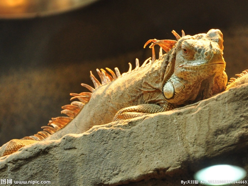 苏教版语文五年级上册第六课《变色龙》_第3页
